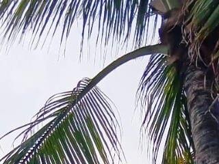 anaesca