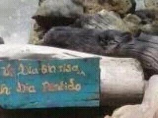 angelnegro77