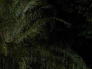 EbonyHansNight