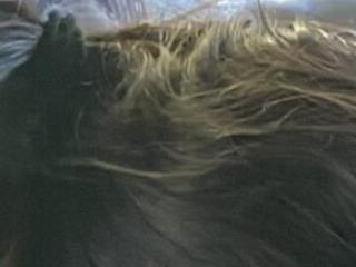 fethelion