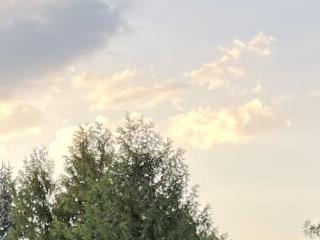 Nimfasta