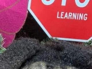 ottomusbrown