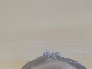 VAYAVESHY 24