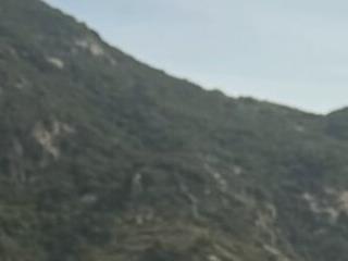 Veronica-a